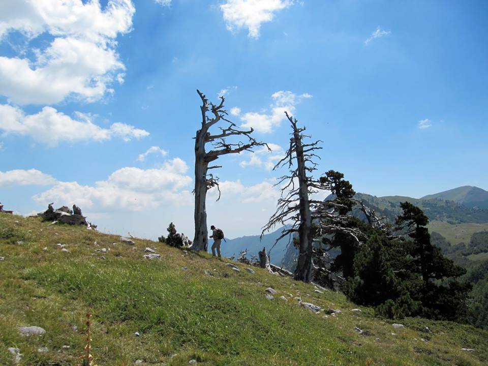 Trekking sul Pollino, fra i pini loricati