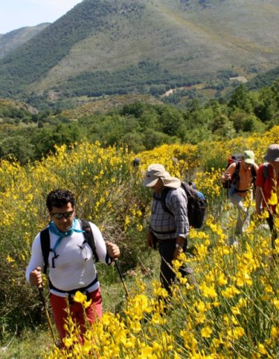 Escursionisti sul Pollino fra ginestre e piante varie