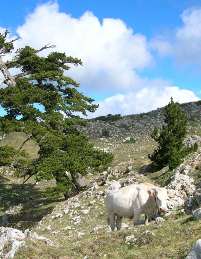 Una mucca si gode il suo pascolo nei pressi di alcuni pini loricati