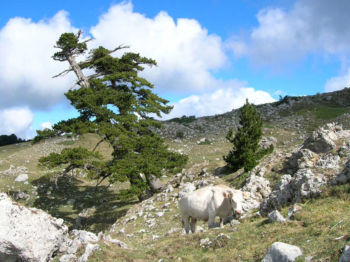 Una mucca si gode il suo pascolo nei pressi di alcuni pini loricati