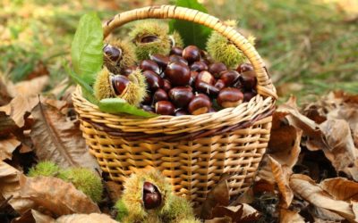 AUTUNNO SUL POLLINO: CASTAGNE, FUNGHI, FOLIAGE E………